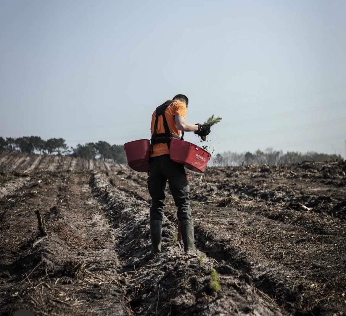 Plantation - Guillier Reboisement