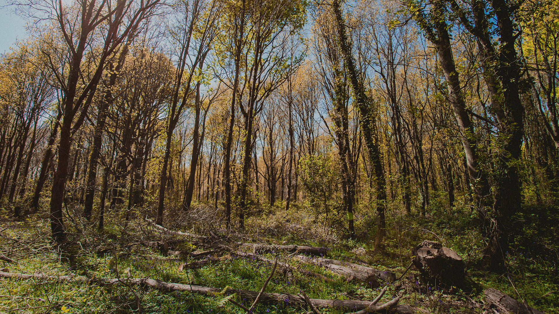 Débroussaillement - Guillier Reboisement